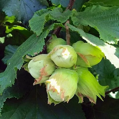 Фундук ТАМБОВСКИЙ РАННИЙ  Фундук ТАМБОВСКИЙ РАННИЙ в Тюмени