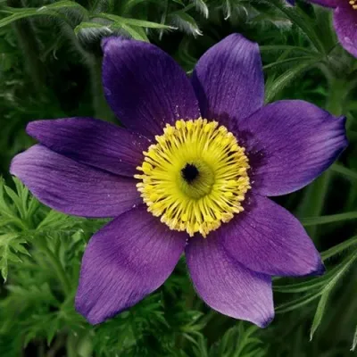 Прострел ПИНВИЛ БЛЮ ШЕЙДЕС в Тюмени