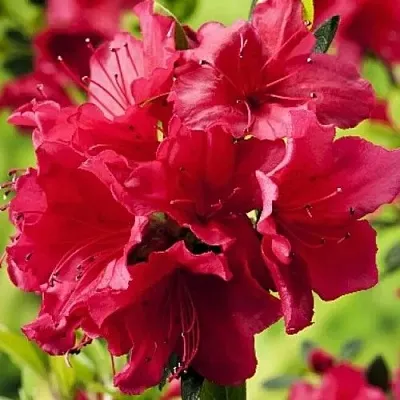 Азалия АРАБЕСК японская в Тюмени