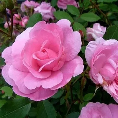 Саженцы роз ДЖОН ДЭВИС плетистая  Саженцы роз ДЖОН ДЭВИС плетистая в Тюмени