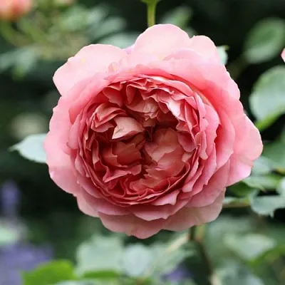 Саженцы роз РИДЖЕНТС ПАРК чайно-гибридная  Саженцы роз РИДЖЕНТС ПАРК чайно-гибридная в Тюмени