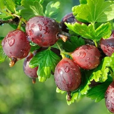 Крыжовник СЕРЕНАДА  Крыжовник СЕРЕНАДА в Тюмени