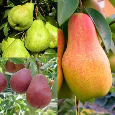 Комплект ГРУШЕВОЕ АССОРТИ в Тюмени