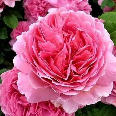 Саженцы роз ПРИНЦЕССА АЛЕКСАНДРА ОФ КЕНТ английская  Саженцы роз ПРИНЦЕССА АЛЕКСАНДРА ОФ КЕНТ английская в Тюмени