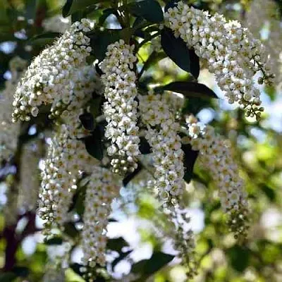 Черемуха виргинская ШУБЕРТ  Черемуха виргинская ШУБЕРТ в Тюмени