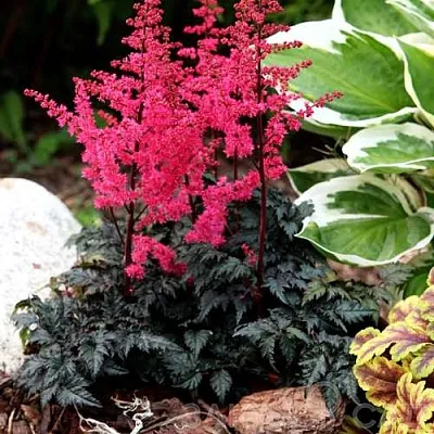 Астильба МУЛЕН РУЖ курчавая  Астильба МУЛЕН РУЖ курчавая в Тюмени