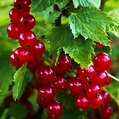 Смородина красная РОЛАН  Смородина красная РОЛАН в Тюмени