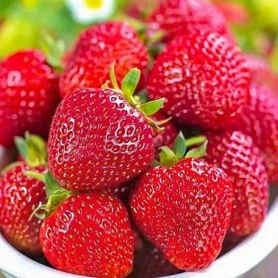 Клубника СИЛЬВИЯ  Клубника СИЛЬВИЯ в Тюмени