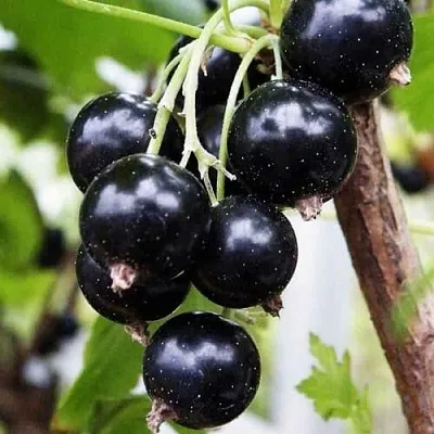 Смородина чёрная ДЕЛИКАТЕСНАЯ в Тюмени