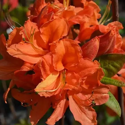 Азалия МАНДАРИН ЛАЙТС листопадная в Тюмени