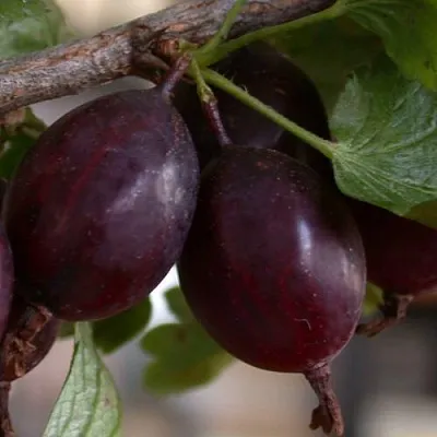 Крыжовник ЧЕЛЯБИНСКИЙ СЛАБОШИПОВАТЫЙ  Крыжовник ЧЕЛЯБИНСКИЙ СЛАБОШИПОВАТЫЙ в Тюмени