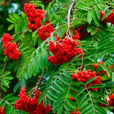 Рябина ПЛАКУЧАЯ сладкоплодная  Рябина ПЛАКУЧАЯ сладкоплодная в Тюмени