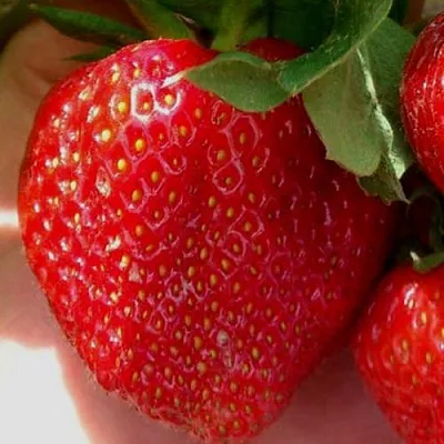 Клубника МАГНУС  Клубника МАГНУС в Тюмени