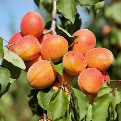 Абрикос АПРИУМ