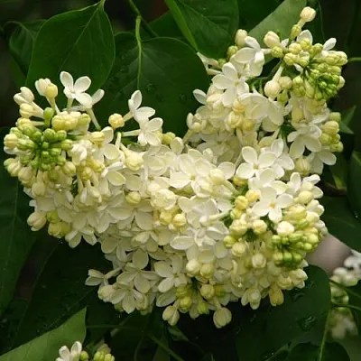 Сирень ПРИМРОУЗ  Сирень ПРИМРОУЗ в Тюмени