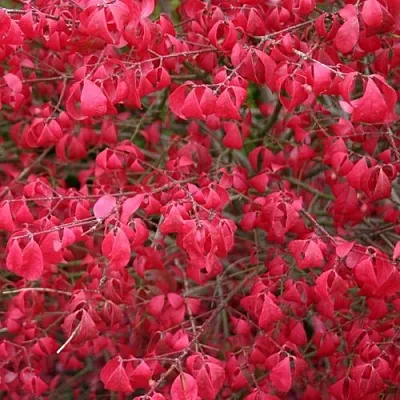 Бересклет КОМПАКТУС   Бересклет КОМПАКТУС  в Тюмени