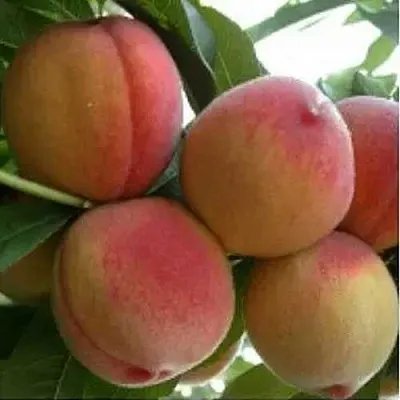 Персик ТУРИСТ  Персик ТУРИСТ в Тюмени