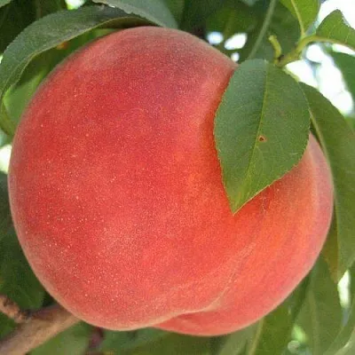 Персик МАЙСКИЙ ЦВЕТОК  Персик МАЙСКИЙ ЦВЕТОК в Тюмени