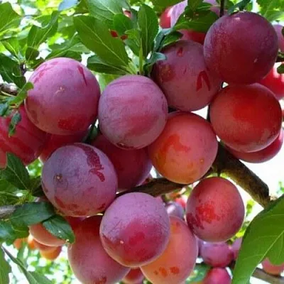 Слива НЕКТАРИННАЯ АРОМАТНАЯ в Тюмени