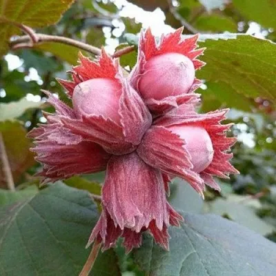 Фундук СКАРЛЕТТ  Фундук СКАРЛЕТТ в Тюмени