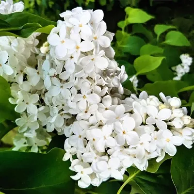 Сирень МАЛЕНЬКИЙ ПРИНЦ в Тюмени