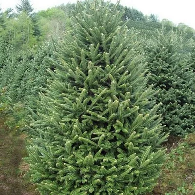 Пихта ФРАЗЕРА в Тюмени