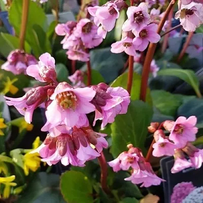 Бадан БЭБИ ДОЛЛ  Бадан БЭБИ ДОЛЛ в Тюмени