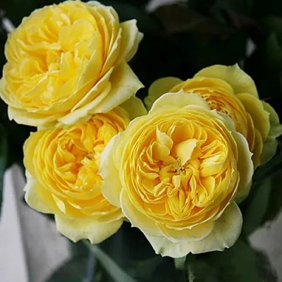 Саженцы роз КАТАЛИНА спрей  Саженцы роз КАТАЛИНА спрей в Тюмени