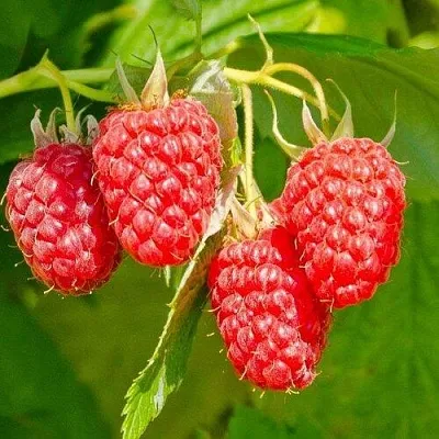 Малина ИЗОБИЛЬНАЯ  Малина ИЗОБИЛЬНАЯ в Тюмени