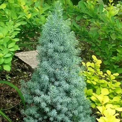 Ель КОНИКА сизая  Ель КОНИКА сизая в Тюмени