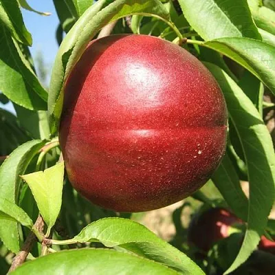 Нектарин ФАНТАЗИЯ  Нектарин ФАНТАЗИЯ в Тюмени