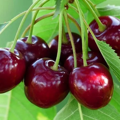 Дюк ЖИВИЦА (ЧЕРЕВИШНЯ)  Дюк ЖИВИЦА (ЧЕРЕВИШНЯ) в Тюмени