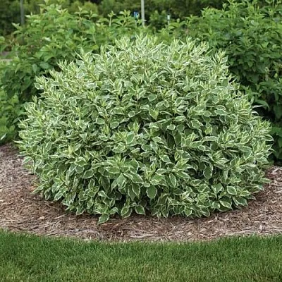 Дерен ЭЛЕГАНТИССИМА белый  Дерен ЭЛЕГАНТИССИМА белый в Тюмени