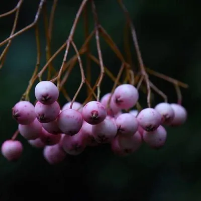 Рябина ПЕКИНСКАЯ сладкоплодная  Рябина ПЕКИНСКАЯ сладкоплодная в Тюмени