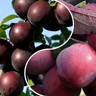 Комплект ИЗЮМИНКА САДА в Тюмени