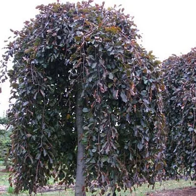 Бук Бук в Тюмени