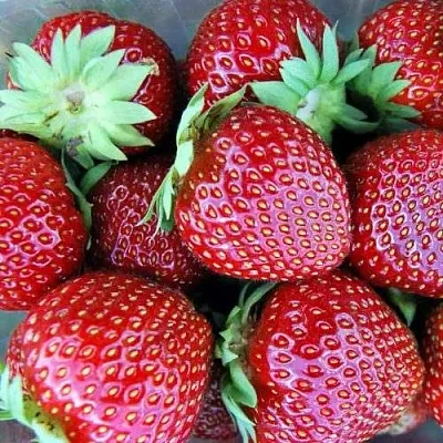 Клубника МАЛЬВИНА  Клубника МАЛЬВИНА в Тюмени