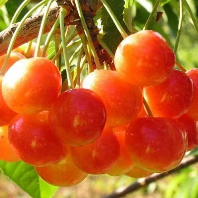 Черешня СОПЕРНИЦА в Тюмени