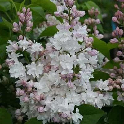 Сирень КРАСАВИЦА МОСКВЫ  Сирень КРАСАВИЦА МОСКВЫ в Тюмени