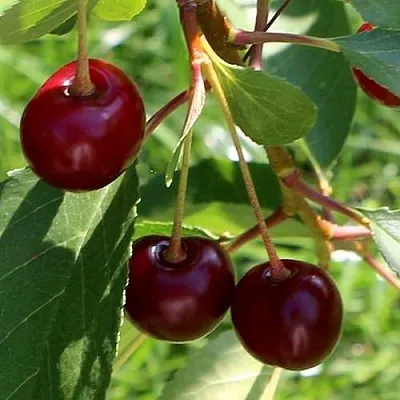 Дюк НАДЕЖДА  Дюк НАДЕЖДА в Тюмени