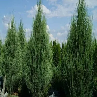 Можжевельник СКАЙРОКЕТ скальный  Можжевельник СКАЙРОКЕТ скальный в Тюмени