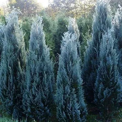 Кипарисовик ДАРТС БЛЮ РИББОН лавсона  Кипарисовик ДАРТС БЛЮ РИББОН лавсона в Тюмени