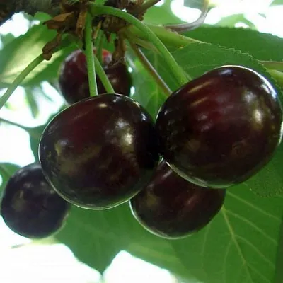 Дюк КСЕНИЯ (ЧЕРЕВИШНЯ)  Дюк КСЕНИЯ (ЧЕРЕВИШНЯ) в Тюмени