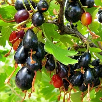 Смородина золотистая БОКАЛИНСКАЯ  Смородина золотистая БОКАЛИНСКАЯ в Тюмени