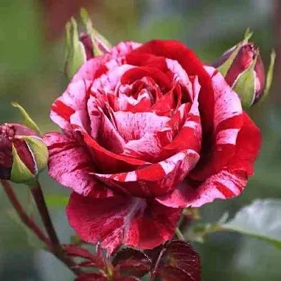 Саженцы роз ДИП ИМПРЕШН флорибунда  Саженцы роз ДИП ИМПРЕШН флорибунда в Тюмени