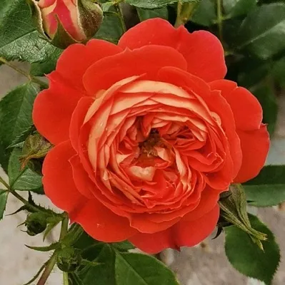 Саженцы роз СТАРЛЕТ РОУЗ КАРМЕН плетистая  Саженцы роз СТАРЛЕТ РОУЗ КАРМЕН плетистая в Тюмени