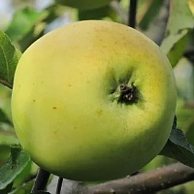 Яблоня РОССИЯНКА в Тюмени