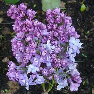 Сирень НАДЕЖДА в Тюмени