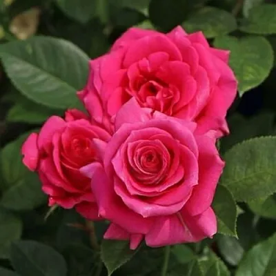 Саженцы роз ЛАВ ЛЕТТЕР флорибунда  Саженцы роз ЛАВ ЛЕТТЕР флорибунда в Тюмени