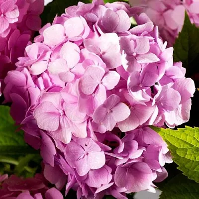 Гортензия БУКЕТ РОУЗ крупнолистная  Гортензия БУКЕТ РОУЗ крупнолистная в Тюмени